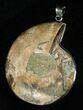 Large Cut Ammonite Pendant #5590-1